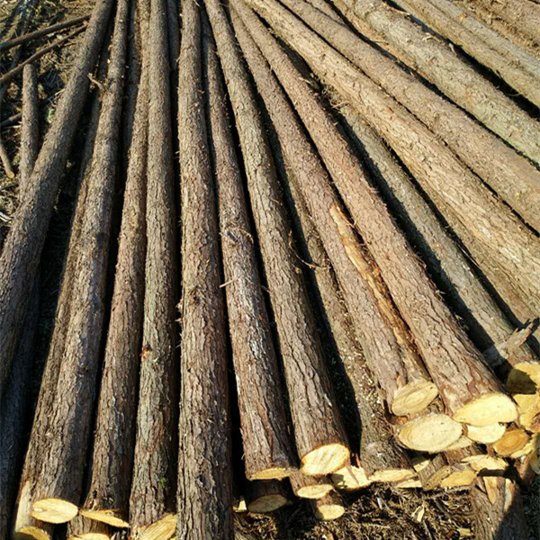 杉木杆     杉木杆厂家供应