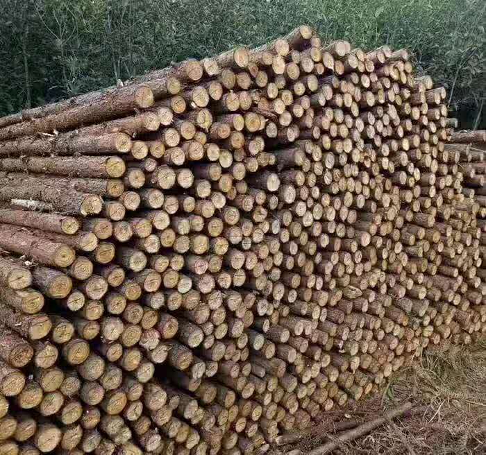 杉木杆    各规格杉木杆