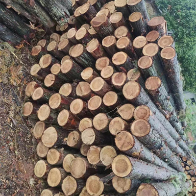 杉木桩  厂家直销杉木桩